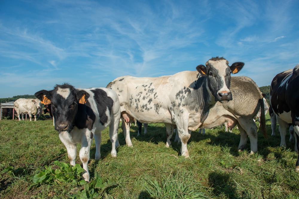 Abattoir - Abattage de bovins de races européennes